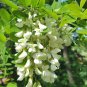 Black Locust 100 Seeds Robinia Pseudoacacia