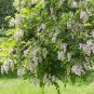 Black Locust 100 Seeds Robinia Pseudoacacia