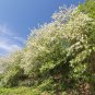 Black Locust 100 Seeds Robinia Pseudoacacia