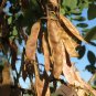 Black Locust 100 Seeds Robinia Pseudoacacia