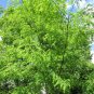 Black Locust 100 Seeds Robinia Pseudoacacia