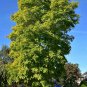 Black Locust 100 Seeds Robinia Pseudoacacia
