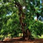 Black Locust 100 Seeds Robinia Pseudoacacia