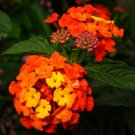Lantana Mix Shrub Verbena Lantana camara 100 Seeds Lantana Mix Shrub Verbena Lantana camara 100 Seeds