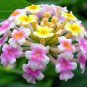 Lantana Mix  Shrub Verbena  Lantana camara  100 Seeds