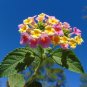 Lantana Mix  Shrub Verbena  Lantana camara  100 Seeds