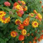 Lantana Mix  Shrub Verbena  Lantana camara  100 Seeds