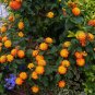 Lantana Mix  Shrub Verbena  Lantana camara  100 Seeds