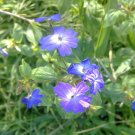Amethyst Flower  100 Seeds  Browallia americana