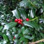 Chinese Holly 20 Seeds Ilex cornuta