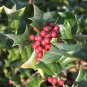 Chinese Holly 20 Seeds Ilex cornuta