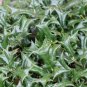 Chinese Holly 20 Seeds Ilex cornuta
