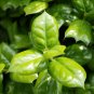 Chinese Holly 20 Seeds Ilex cornuta