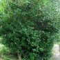 Chinese Holly 20 Seeds Ilex cornuta