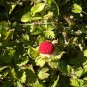 Indian Strawberry 100 Seeds Potentilla indica