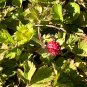 Indian Strawberry 100 Seeds Potentilla indica