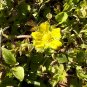 Indian Strawberry 100 Seeds Potentilla indica