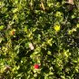 Indian Strawberry 100 Seeds Potentilla indica
