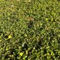 Indian Strawberry 100 Seeds Potentilla indica