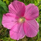 Swamp Rose Mallow 100 Seeds Hibiscus moscheutos Swamp Rose Mallow 100 Seeds Hibiscus moscheutos