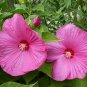 Swamp Rose Mallow 100 Seeds Hibiscus moscheutos