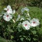 Swamp Rose Mallow 100 Seeds Hibiscus moscheutos