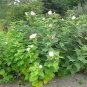 Swamp Rose Mallow 100 Seeds Hibiscus moscheutos