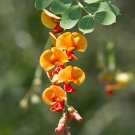 Bagpod Sesbania vesicaria 20 Seeds