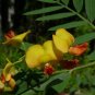 Bagpod Sesbania vesicaria 20 Seeds