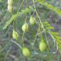 Bagpod Sesbania vesicaria 20 Seeds