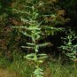 Bagpod Sesbania vesicaria 20 Seeds