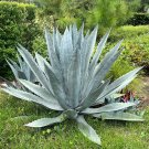 Century Plant  25 Seeds  Agave americana