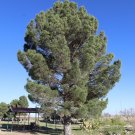 Afghan Pine  20 Seeds  Pinus eldarica