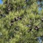 Afghan Pine 20 Seeds Pinus eldarica
