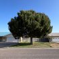 Afghan Pine 20 Seeds Pinus eldarica