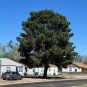 Afghan Pine 20 Seeds Pinus eldarica