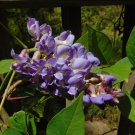 American Wisteria 10 Seeds Wisteria frutescens American Wisteria 10 Seeds Wisteria frutescens