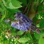 American Wisteria 10 Seeds Wisteria frutescens