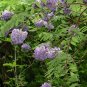 American Wisteria 10 Seeds Wisteria frutescens