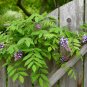 American Wisteria 10 Seeds Wisteria frutescens