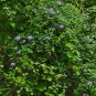 American Wisteria 10 Seeds Wisteria frutescens
