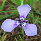 Prairie Nymph 10 Seeds Herbertia lahue Prairie Nymph 10 Seeds Herbertia lahue