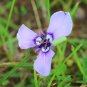 Prairie Nymph 10 Seeds Herbertia lahue