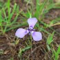 Prairie Nymph 10 Seeds Herbertia lahue