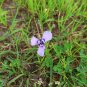 Prairie Nymph 10 Seeds Herbertia lahue