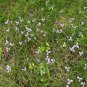 Prairie Nymph 10 Seeds Herbertia lahue