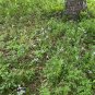 Prairie Nymph 10 Seeds Herbertia lahue
