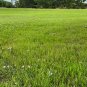 Prairie Nymph 10 Seeds Herbertia lahue
