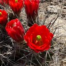 Claret Cup Cactus 25 Seeds Hedgehog Cactus Echinocereus coccineus