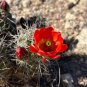 Claret Cup Cactus 25 Seeds Hedgehog Cactus Echinocereus coccineus